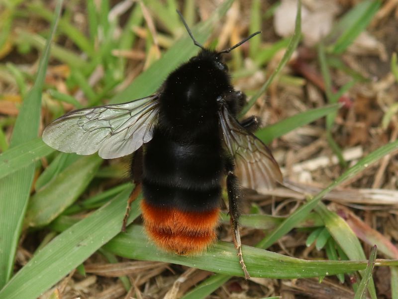 Bombo sloveno: Bombus lapidarius, regina