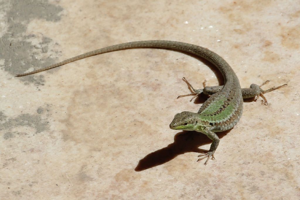 Lucertole siciliane:  Podarcis siculus, femmina