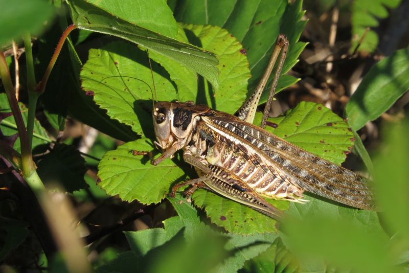 Grossa cavalletta croata: Decticus albifrons da confermare