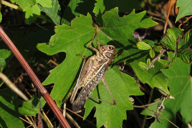 Grossa cavalletta croata: Decticus albifrons da confermare