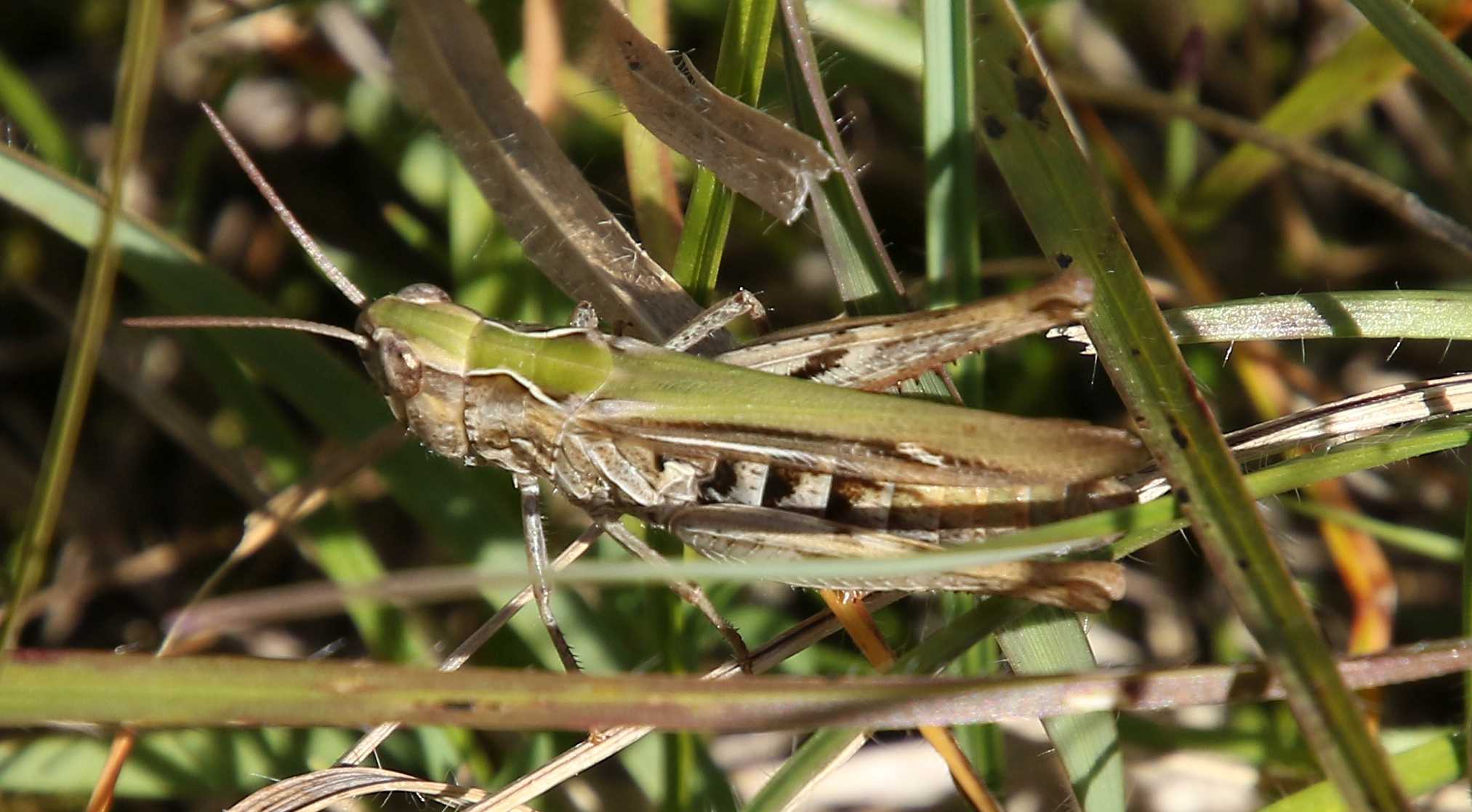 Chorthippus sp. (Istria)