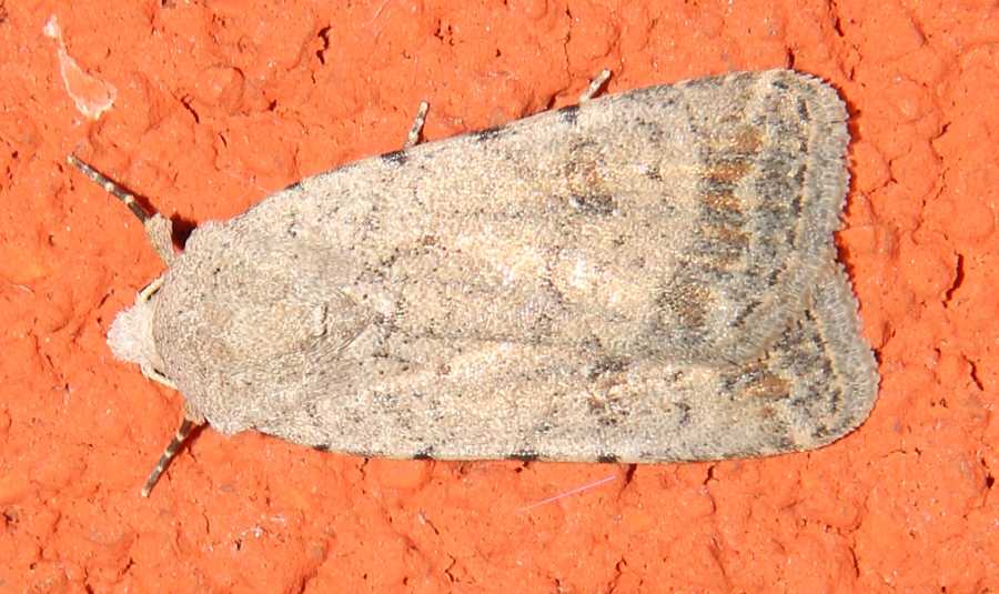 Noctuidae istriano:  Caradrina (Paradrina) clavipalpis