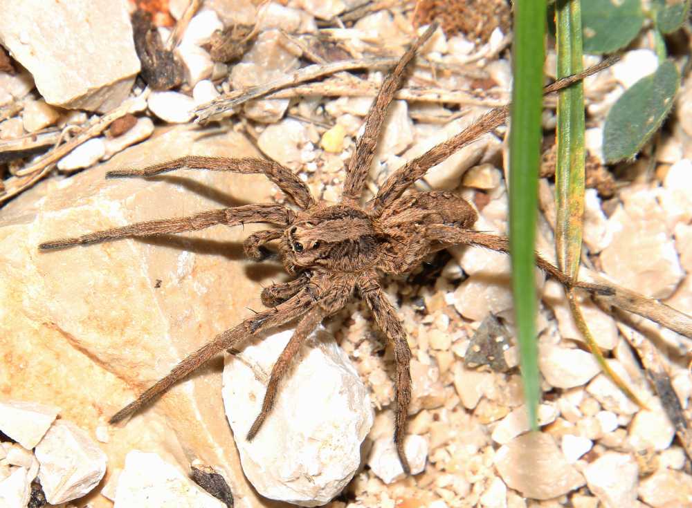 Alopecosa sp. - valle del fiume Mirna (Croazia)