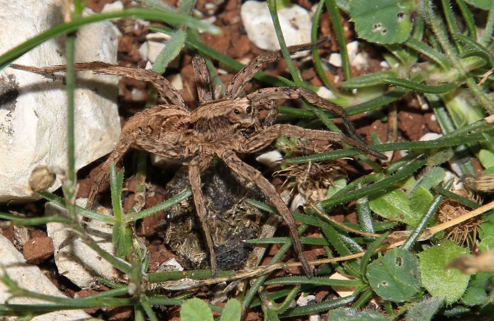 Alopecosa sp. - valle del fiume Mirna (Croazia)