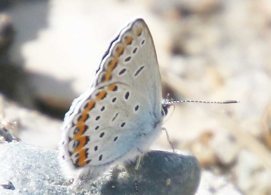 Plebejus idas o argyrognomon??