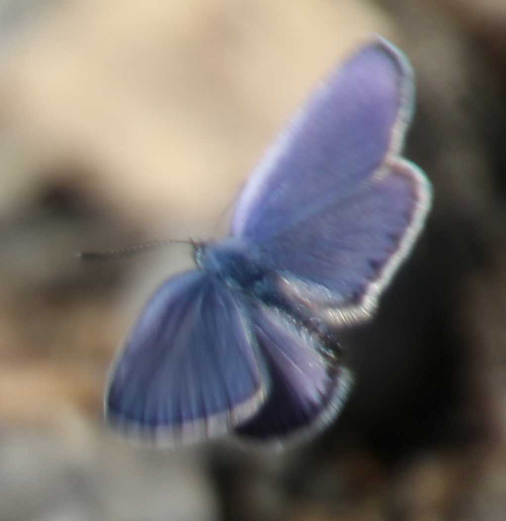 Plebejus idas o argyrognomon??