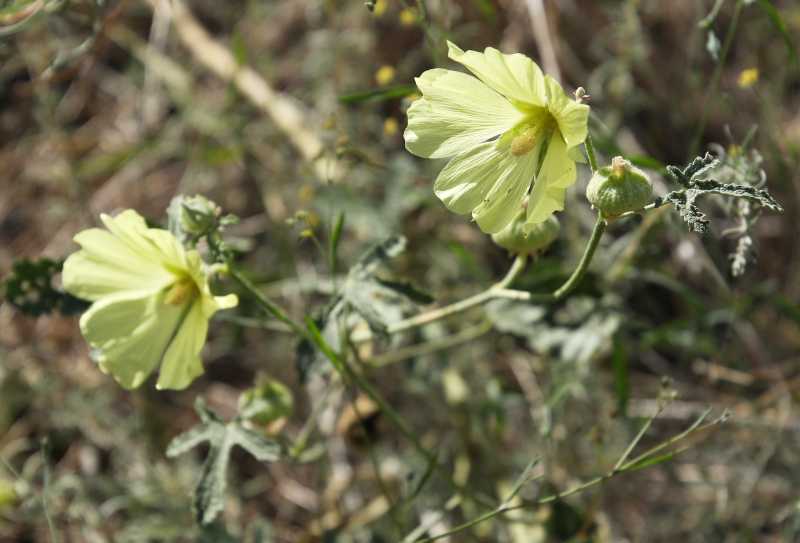 Grossi fiori gialli dalla Georgia: Alcea rugosa (Malvaceae)