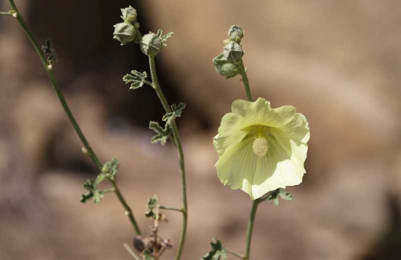 Grossi fiori gialli dalla Georgia: Alcea rugosa (Malvaceae)