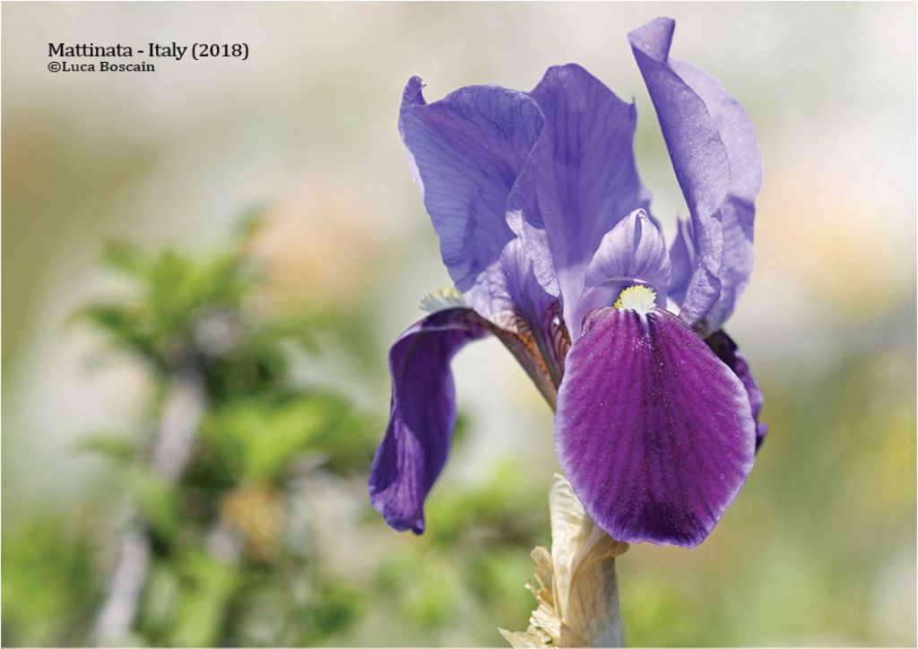Iris bicapitata / Giaggiolo con due teste