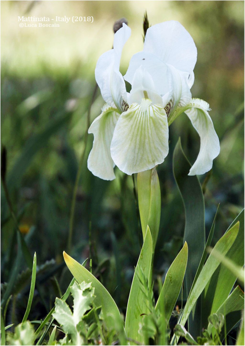 Iris bicapitata / Giaggiolo con due teste