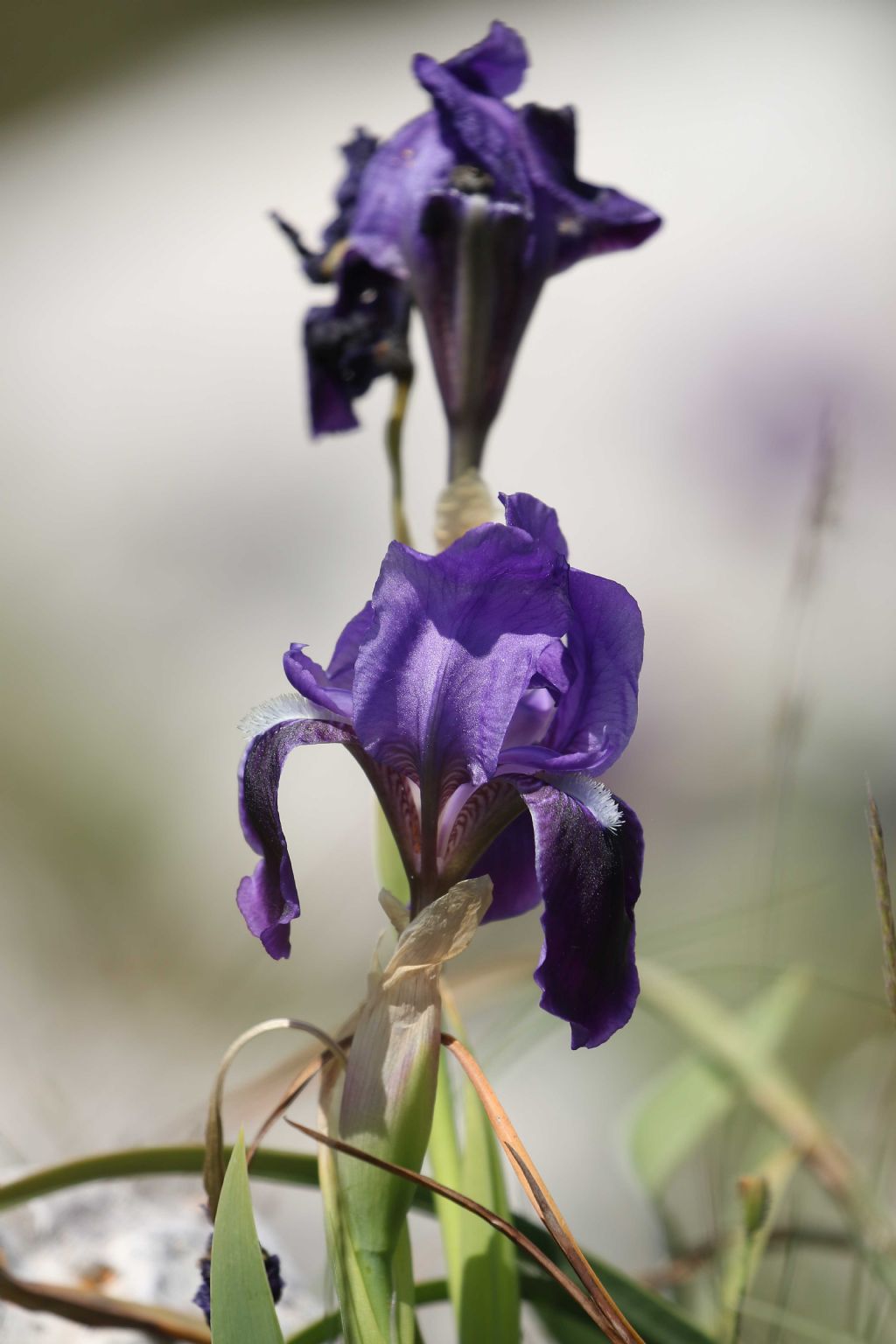 Iris bicapitata / Giaggiolo con due teste