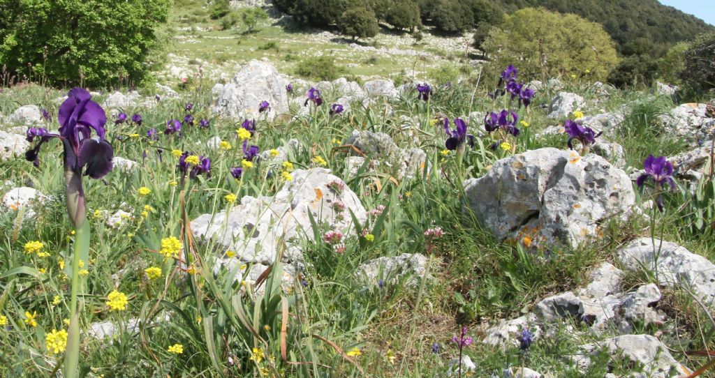 Iris bicapitata / Giaggiolo con due teste