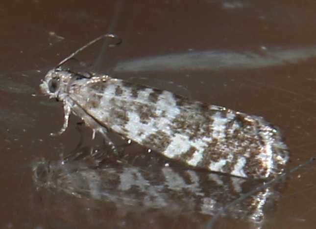 Micro-falena bianca e nera da id.