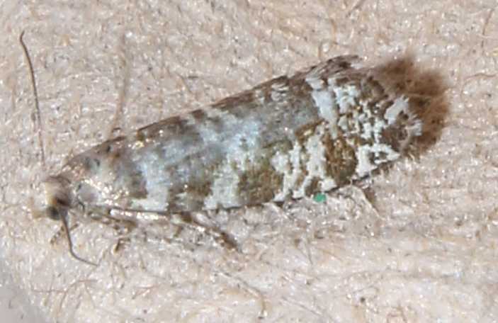 Micro-falena bianca e nera da id.