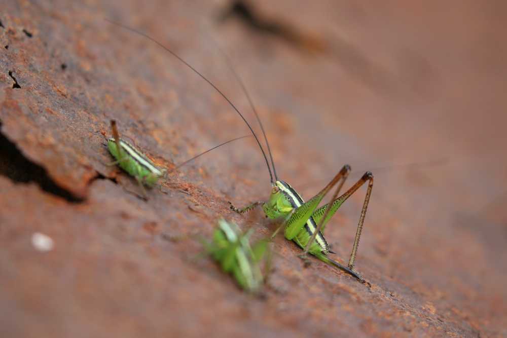 Neanidi da identificare