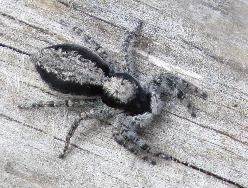 Menemerus taeniatus - lago Baratz (SS)