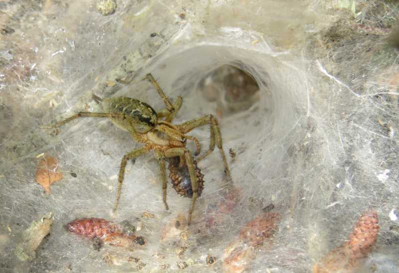 Agelena labyrinthica - lago Baratz (SS)