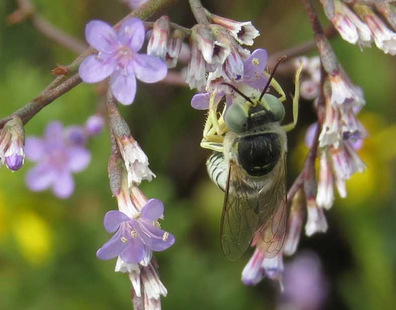 Piccola ape cerulea:  Bembix olivacea (Crabronidae)