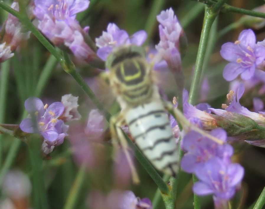 Piccola ape cerulea:  Bembix olivacea (Crabronidae)