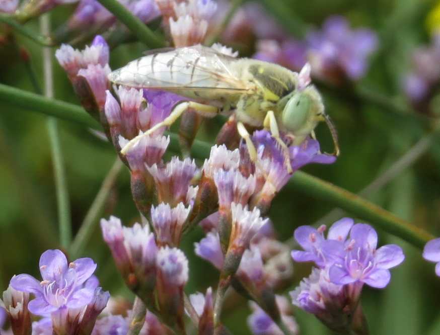Piccola ape cerulea:  Bembix olivacea (Crabronidae)