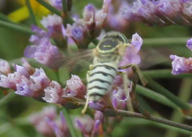 Piccola ape cerulea:  Bembix olivacea (Crabronidae)