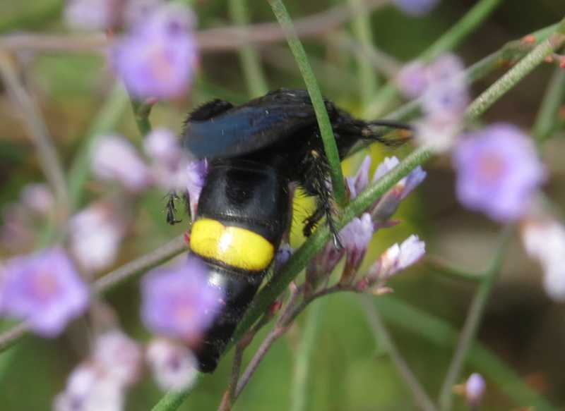 Scolia o Megascolia? Scolia hirta unifasciata, maschio (Scoliidae)