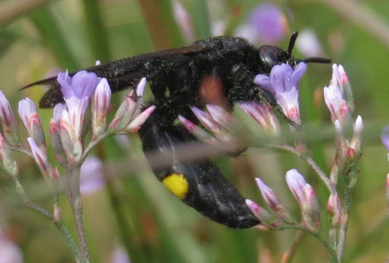 Scolia o Megascolia? Scolia hirta unifasciata, maschio (Scoliidae)