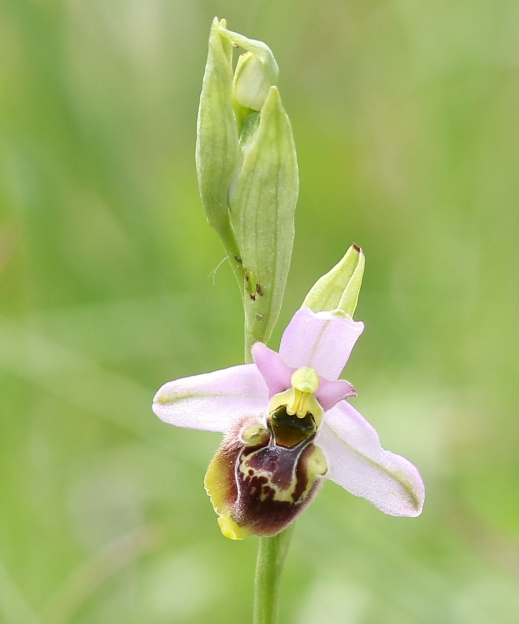Ophrys del gruppo fuciflora, ma quale? (Dalmazia)