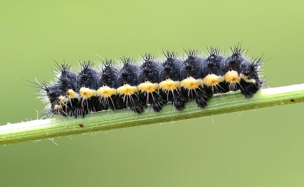 Bruco giallo-nero croato: Saturnia pavoniella - Saturniidae