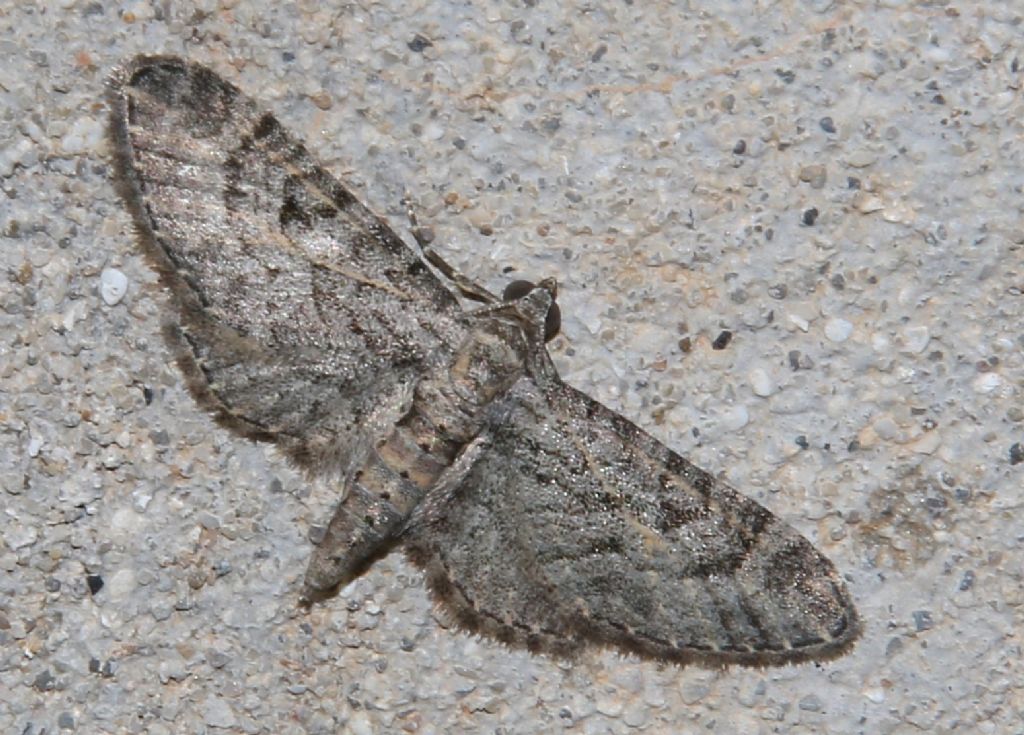 dalla Croazia: Eupithecia gemellata? ... Eupithecia sp.