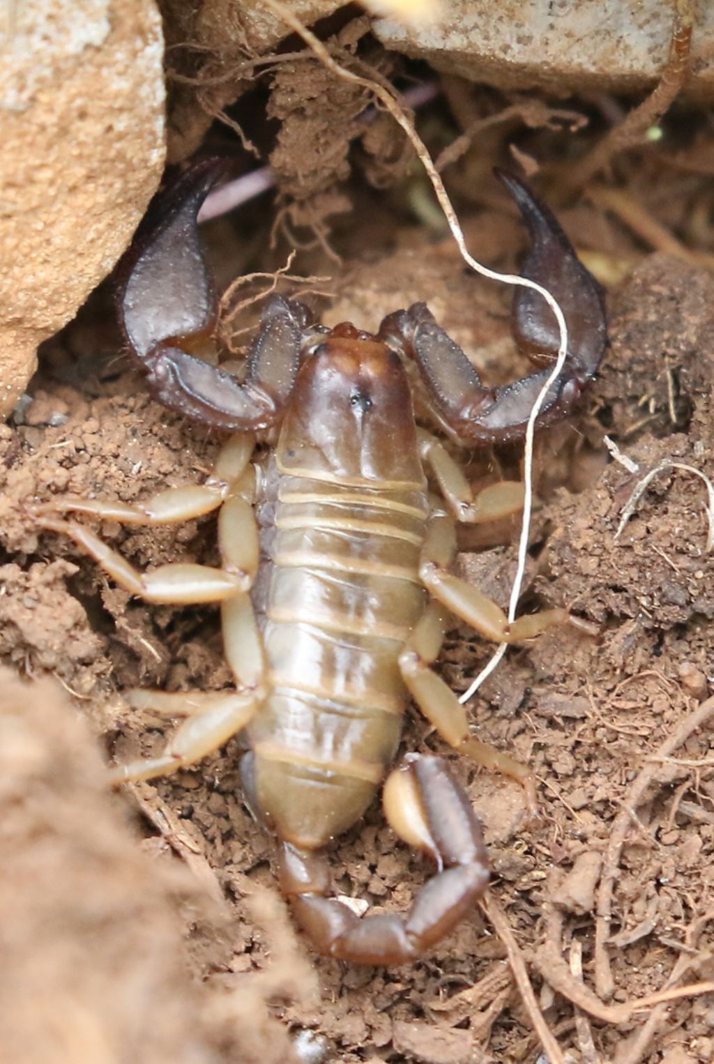 Scorpione croato