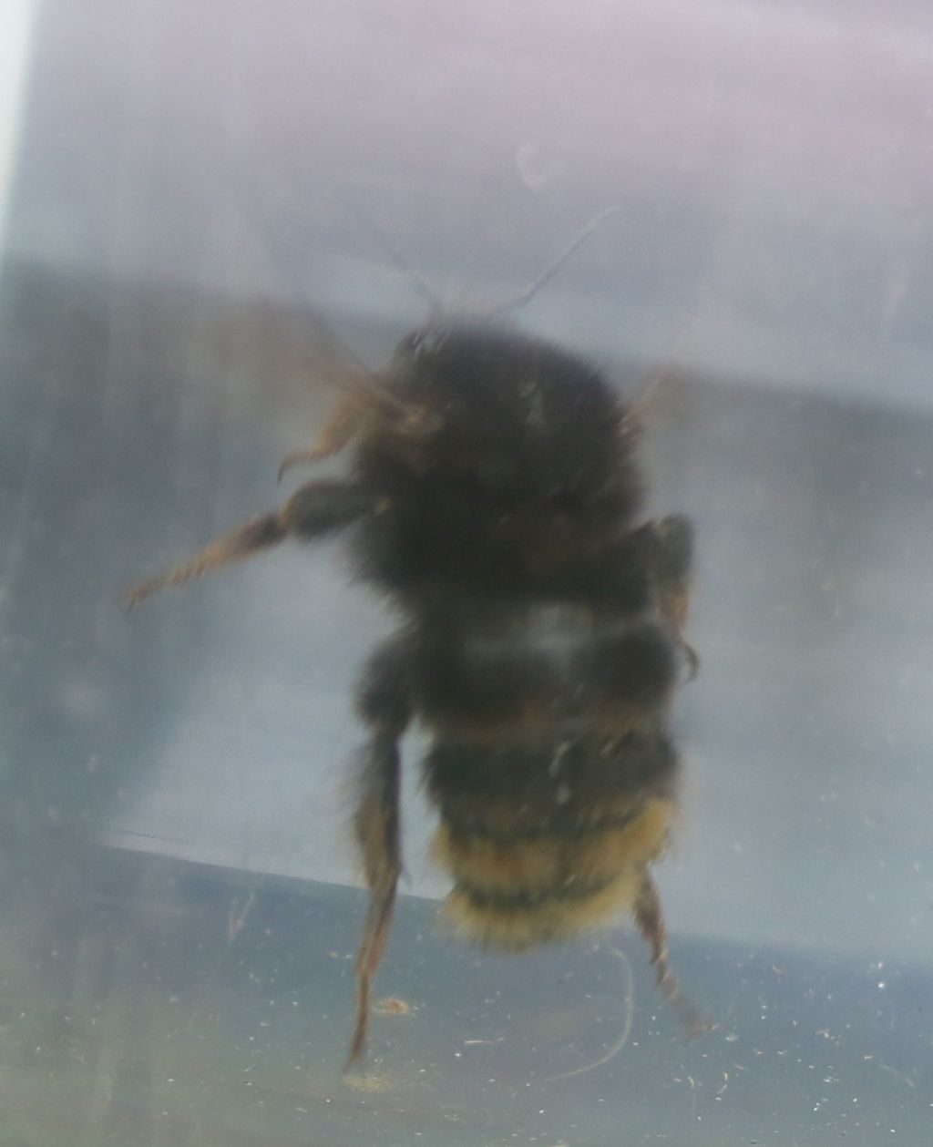 Apide: Bombus rupestris? Forse s, se maschio.