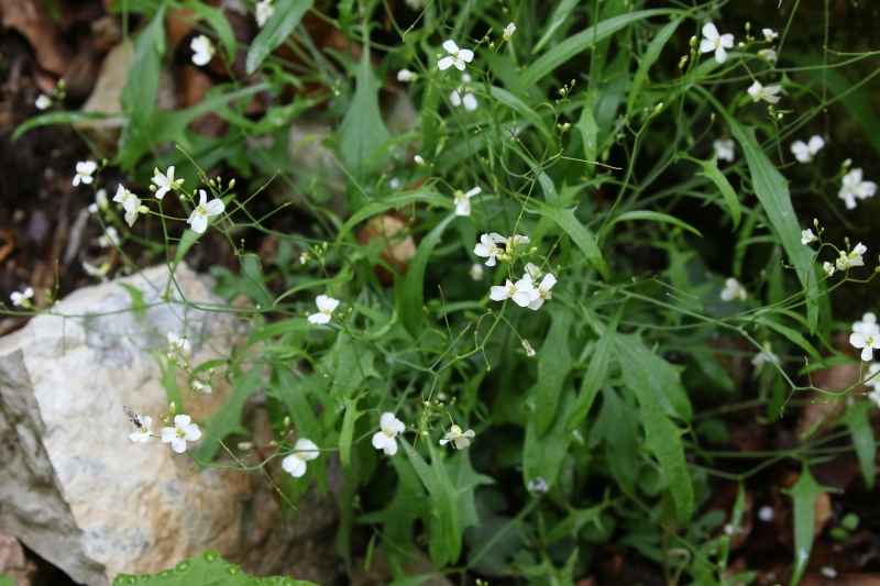 Arabidopsis arenosa/ Arabetta delle sabbie