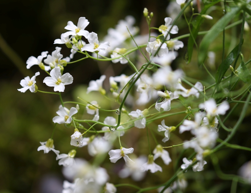 Arabidopsis arenosa/ Arabetta delle sabbie