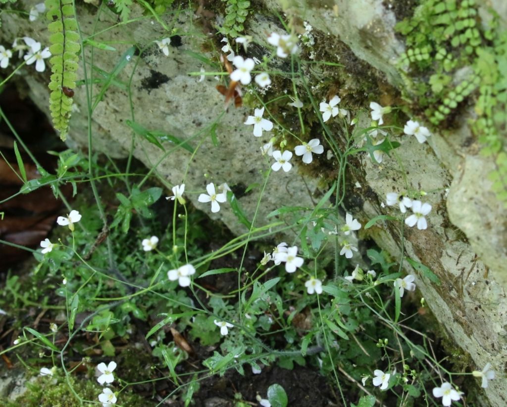 Arabidopsis arenosa/ Arabetta delle sabbie