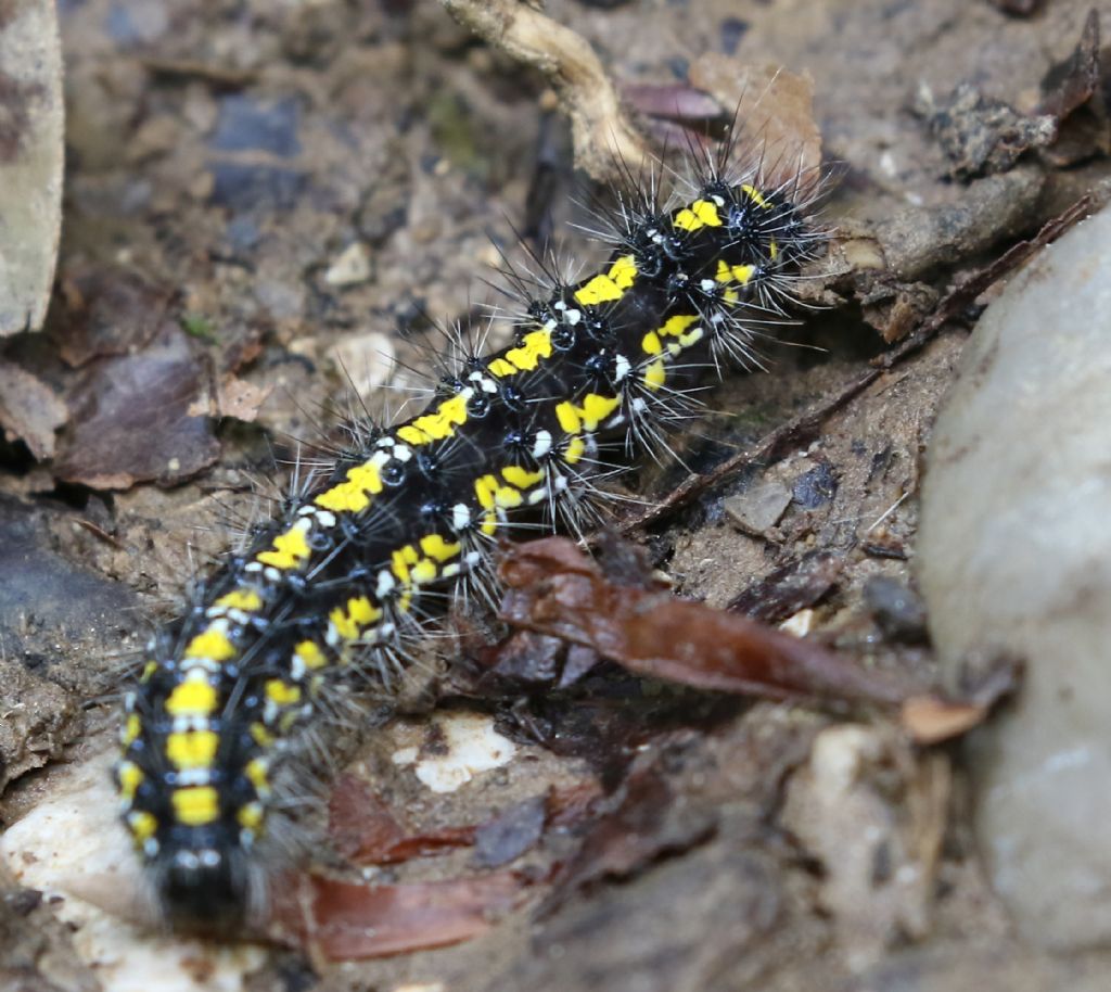 Bruco coloratissimo sloveno: Callimorpha dominula - Erebidae