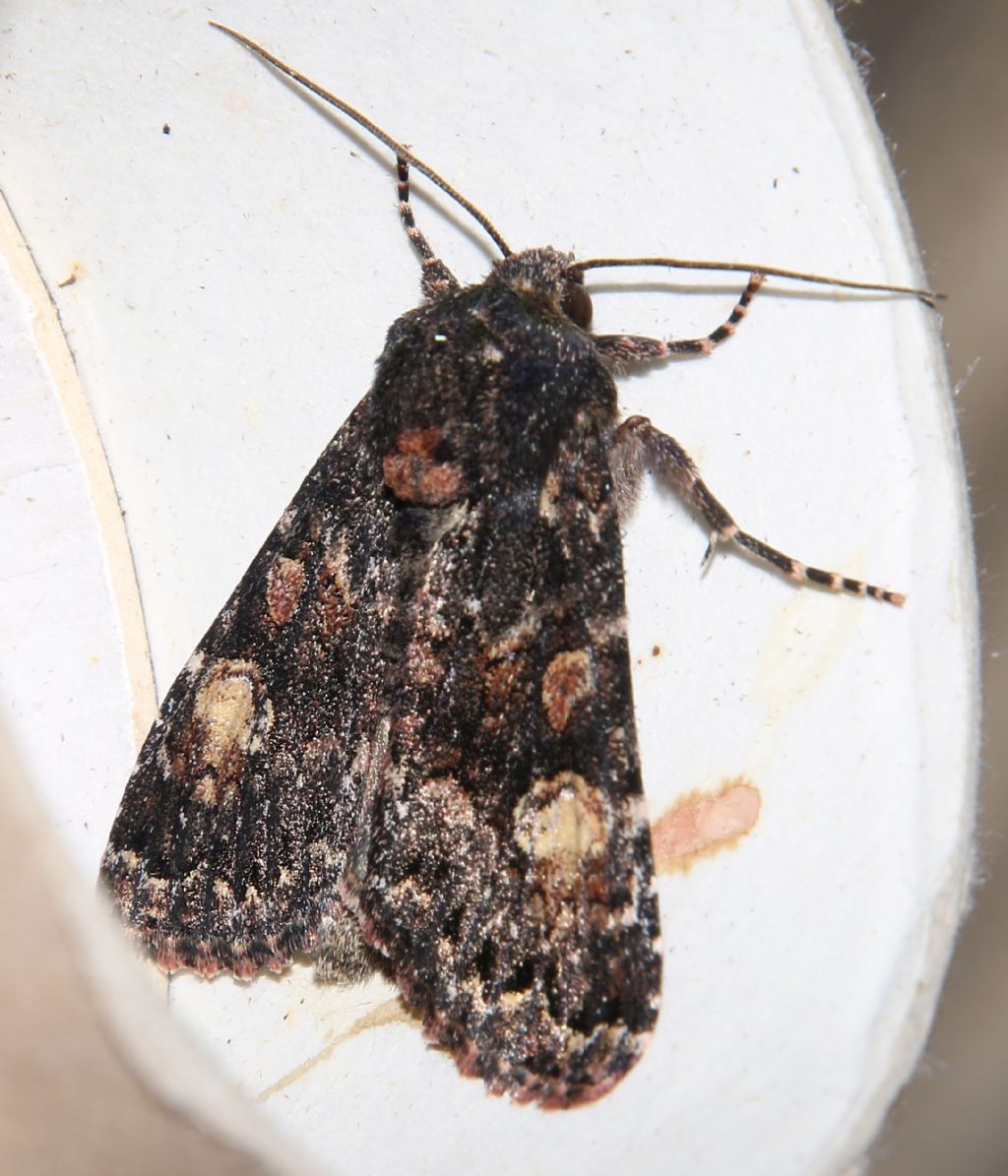 Melanchra persicariae? S