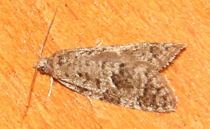 Micro-moth della val di Fassa