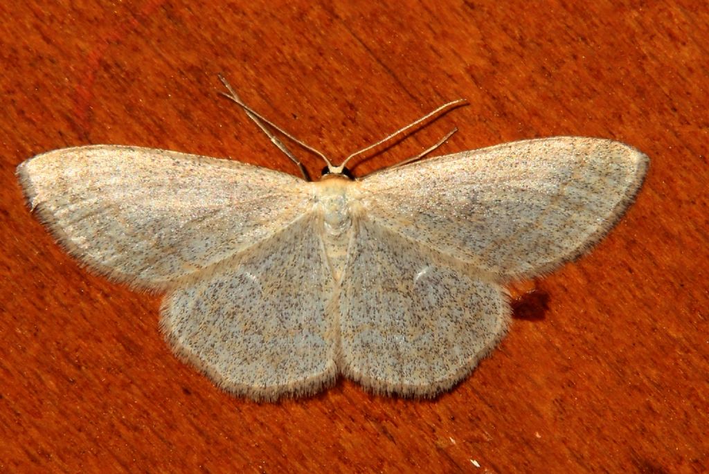 Idaea pallidata?