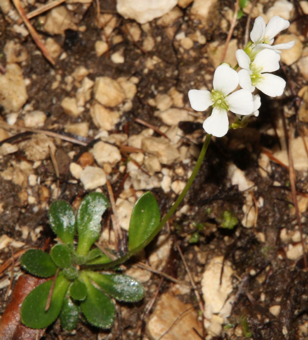 Arabis bellidifolia  / Arabetta minore