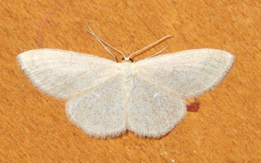 Idaea pallidata?