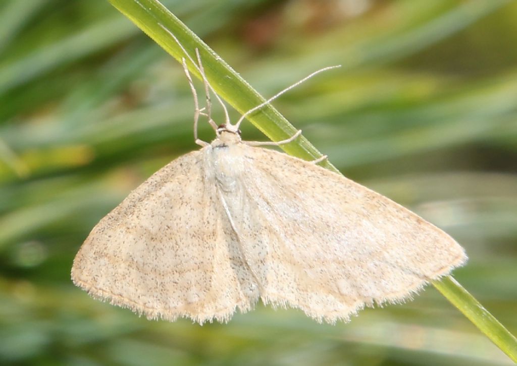 Idaea pallidata?