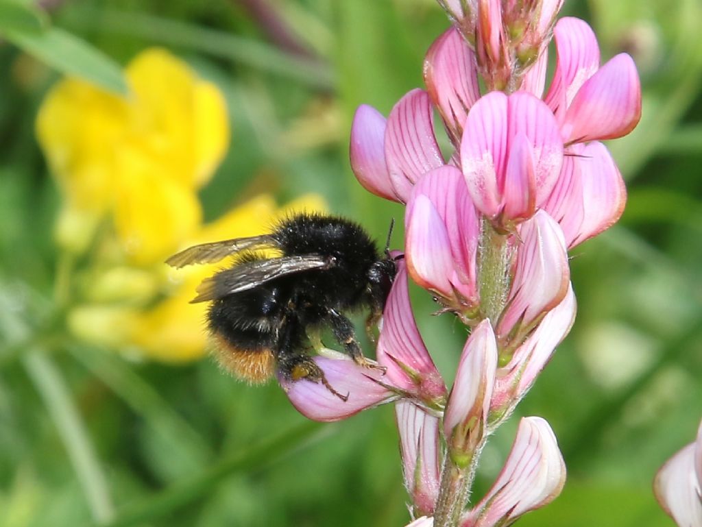 Bombus lapidarius?... Bombus sp.