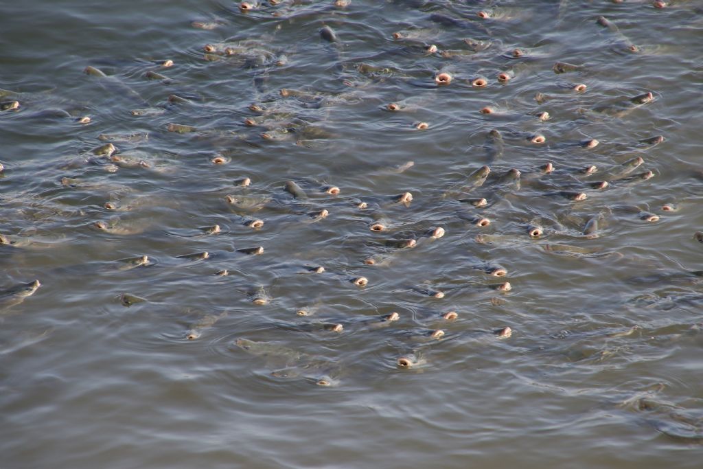 Cefali in superficie dal Portogallo (Chelon labrosus)