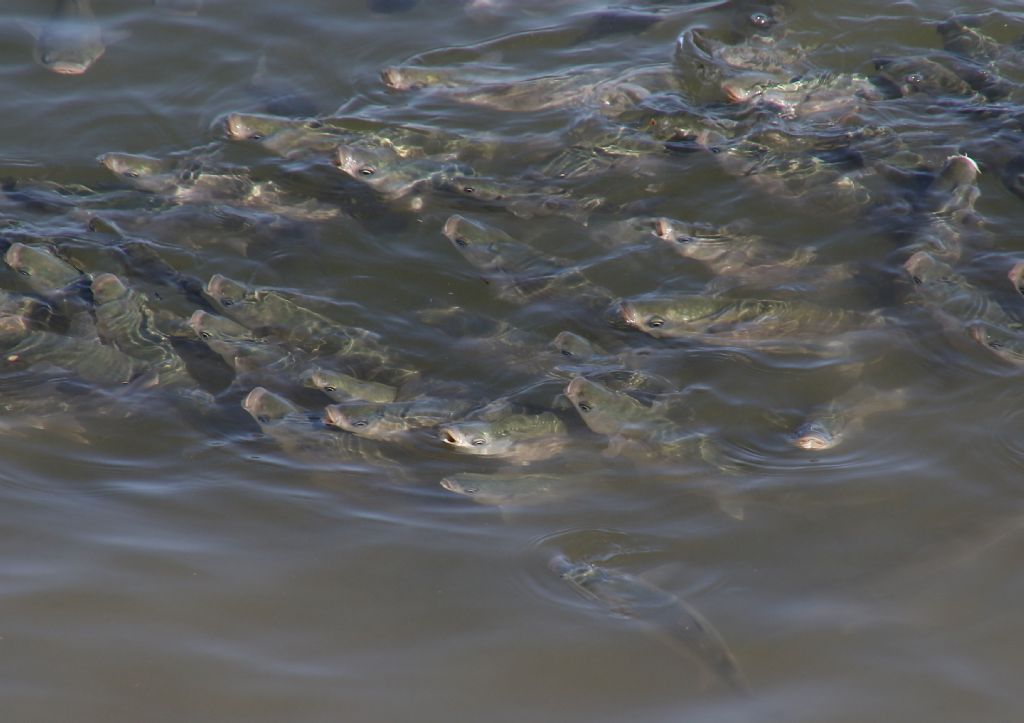 Cefali in superficie dal Portogallo (Chelon labrosus)