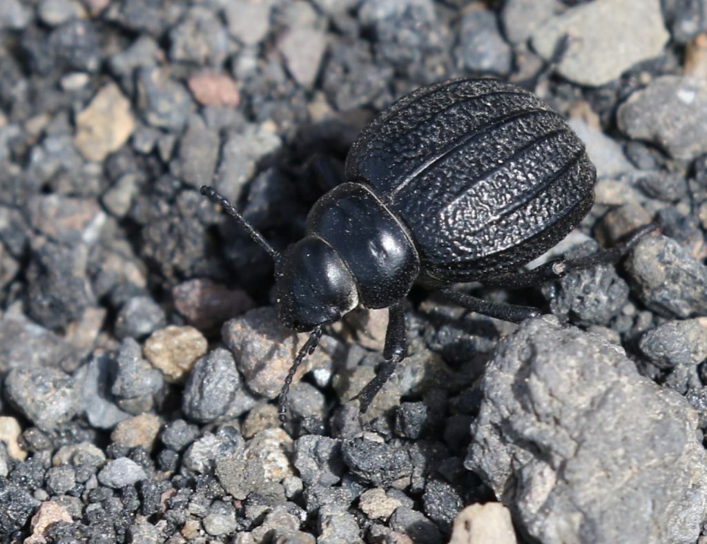 Tenebrionidae dell''Etna: Pimelia rugulosa rugulosa