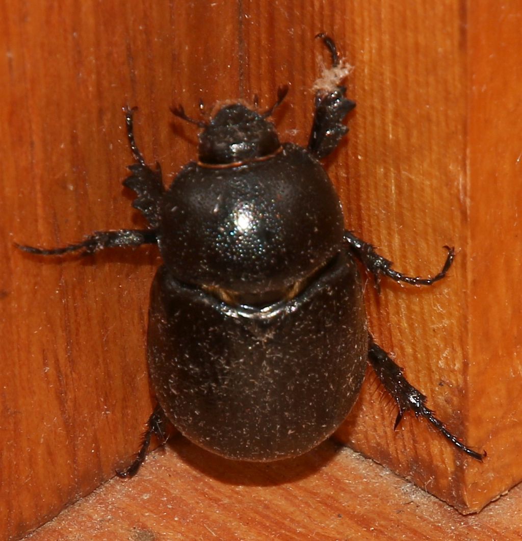 Pentodon bidens ssp. punctatus, Dynastidae