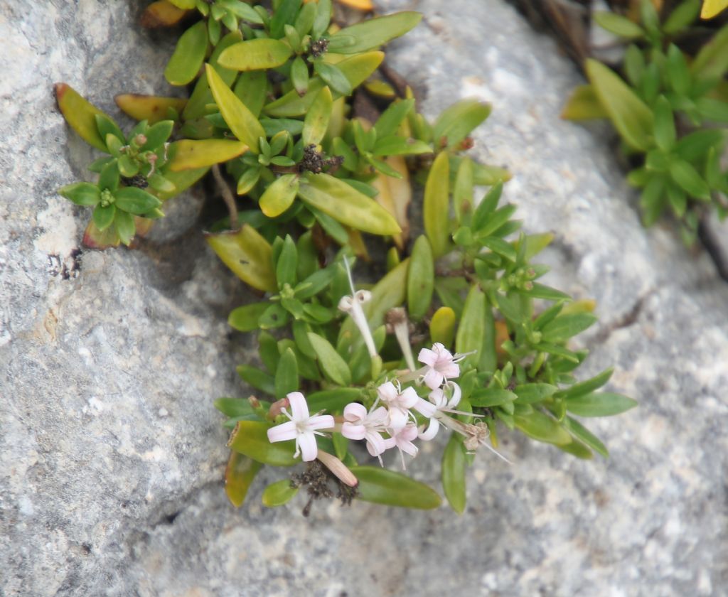 Plocama (=Putoria) calabrica / Putoria delle rocce