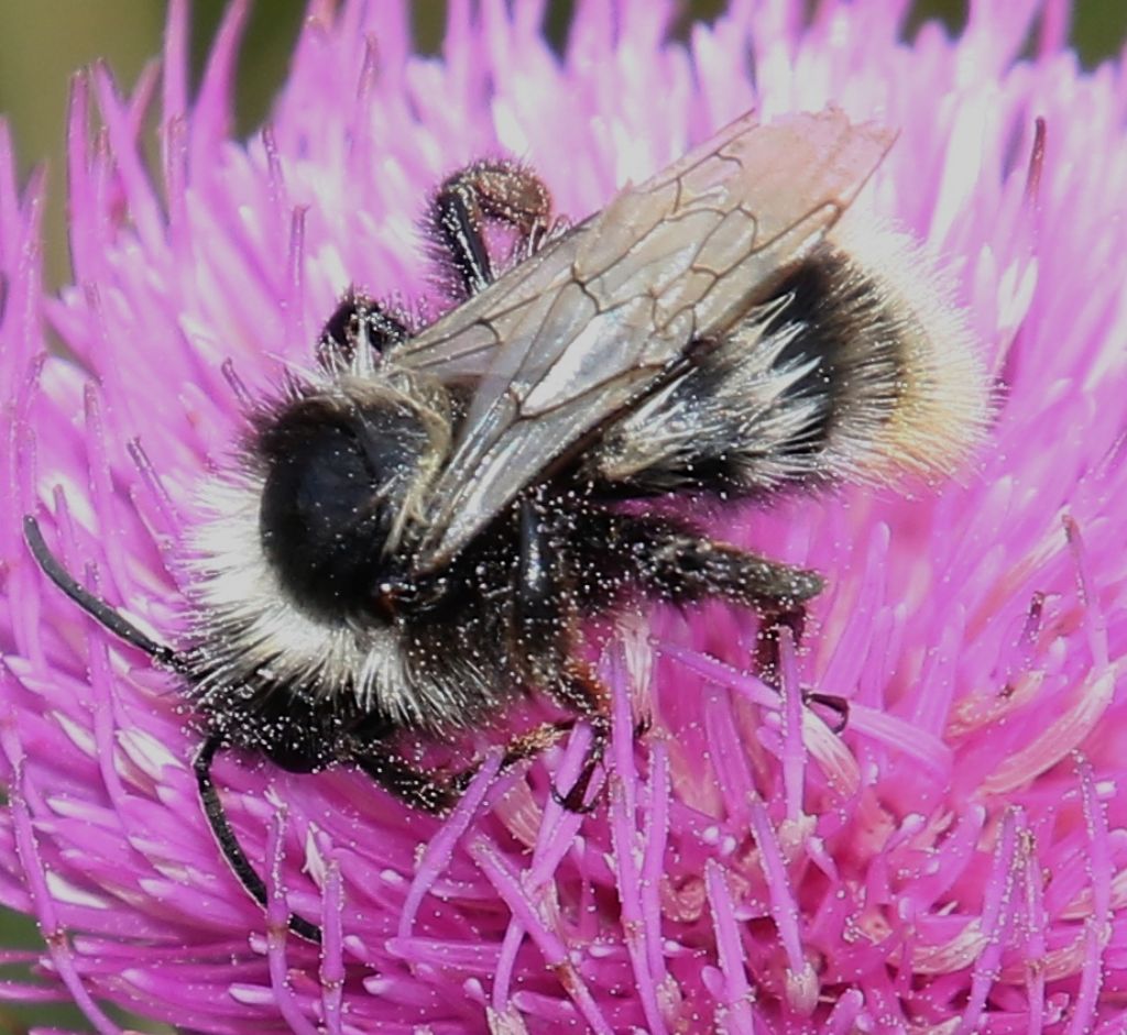 Bombus P.N. d''Abruzzo:  Bombus (Rhodobombus) mesomelas