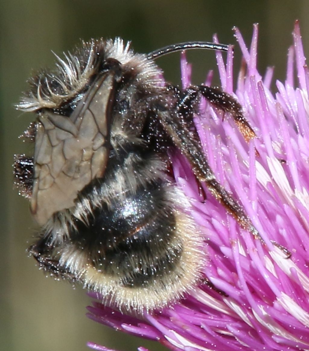 Bombus P.N. d''Abruzzo:  Bombus (Rhodobombus) mesomelas